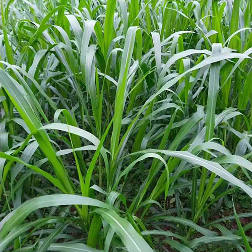 重庆合川区优质饲草，2个半月生长期