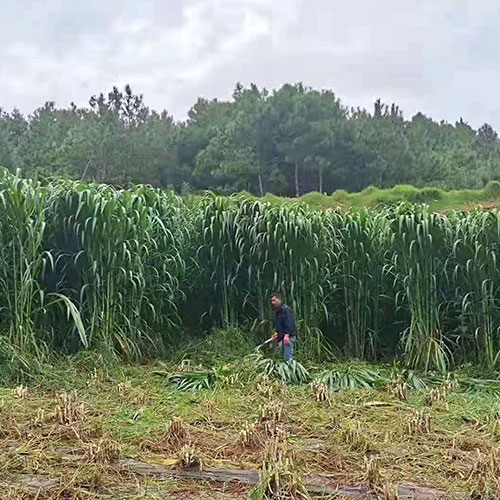 云南曲靖种植的优质饲草，四个月生长期